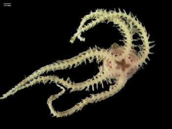 Media type: image; Invertebrate Zoology 145164